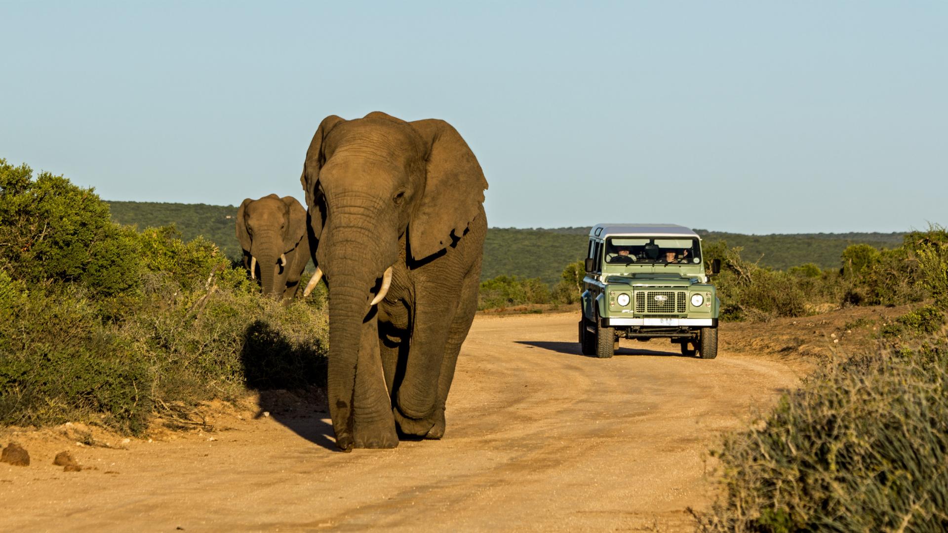 Elephants on a South Africa safari