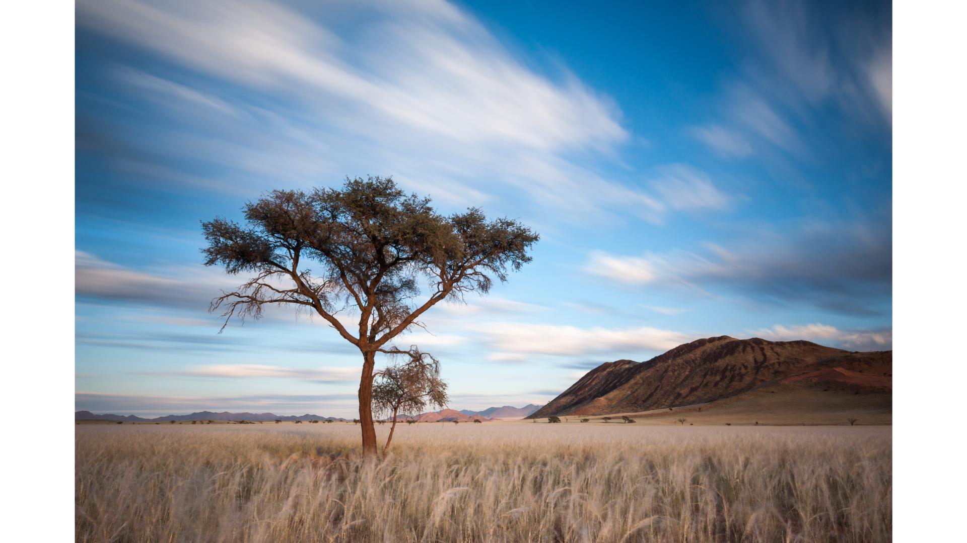 Tree in the middle of the hills